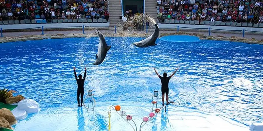 Dolphin Show in Side: Top Side Tours & Excursions with Dolphins