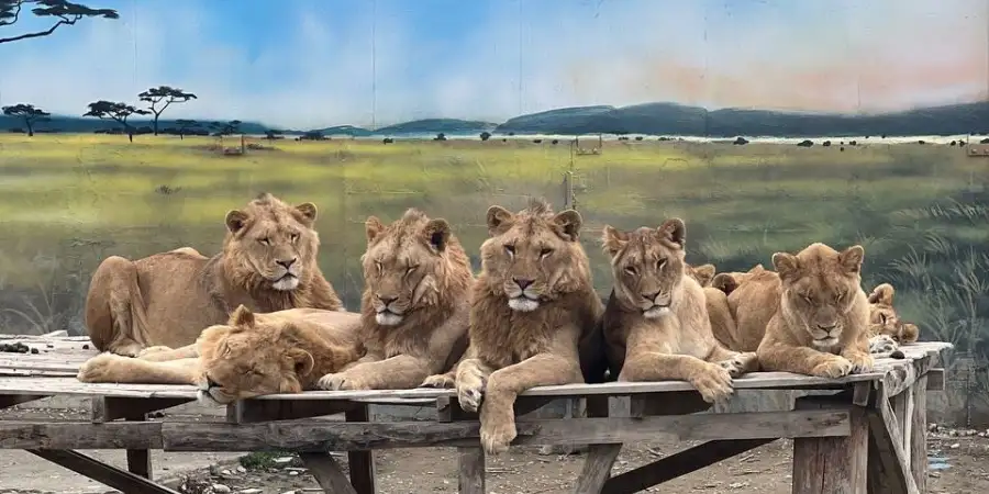 Land of Lions Tour in Side: Lion Family, Seal Show & Zoo Adventure